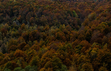 Forest autumn foliage in the autumn, beeches trees landscape, Piemonte, Biella, Italy