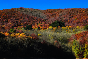 Obraz premium Vistas de un bosque con colores otoñales