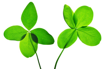 Four leaf clover isolated, PNG.