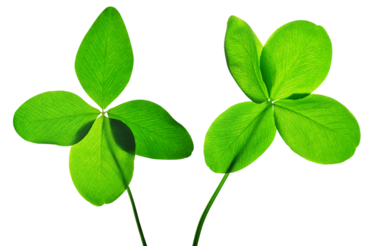Four leaf clover isolated, PNG.