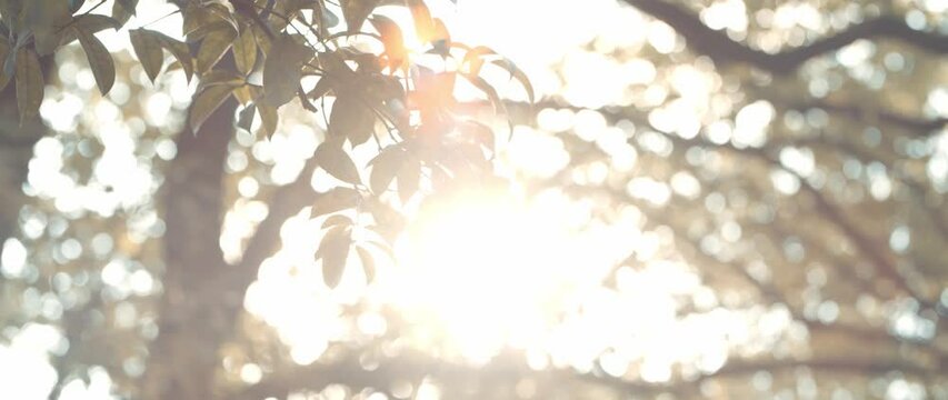 Selective focus shot of green leaves in the park with sunlight and blur light sky