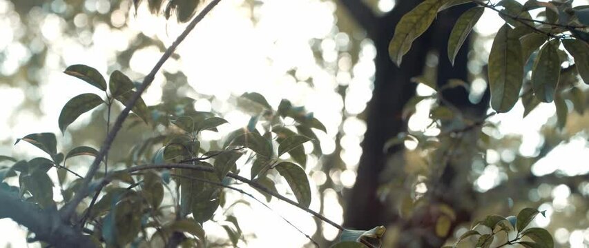 Selective focus shot of vibrating green leaves in the park with blur light sky