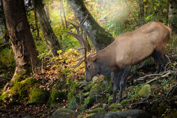 Elk At Sunrise at the river