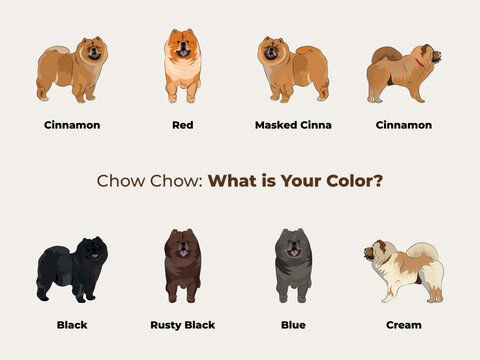 Chow Chow drawing. Cute dog characters in various poses, designs for prints adorable and cute cartoon vector sets, in different poses. All popular colors. Dog collection, red, Cinnamon, Cinna, blue.