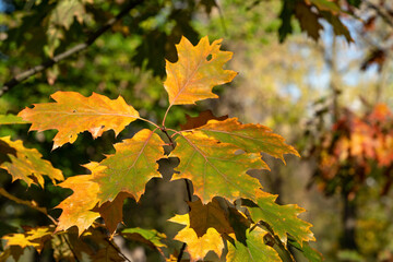 Oak leaves (quercus rubra) on a branch in the autumn forest closeup