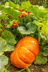 Obraz premium citrouille dans le jardin