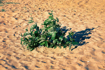 Beach, a green plant grows from the sand. Drought, climatic conditions, sand dune