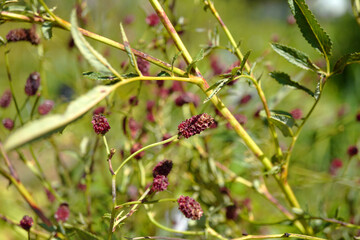 ワレモコウの写真