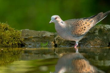 Turtle Dove in to the forest