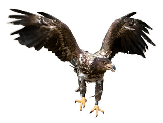 Eagle with spread wings,  isolated