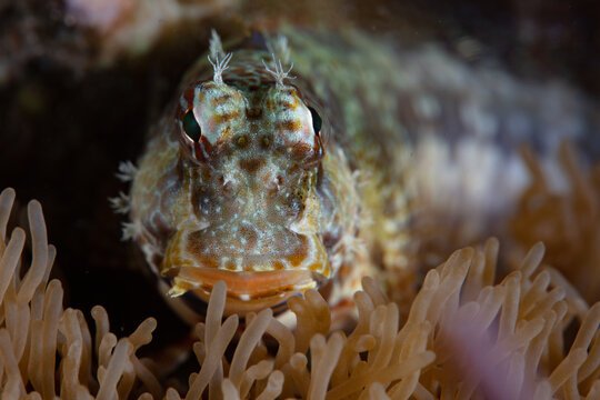 A Jeweled blenny, Salarias fasciatus, lays on coral near Alor, Indonesia. Blennies are common inhabitants of coral reefs.