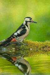 Syrian Woodpecker (Dendrocopos syriacus) in forest