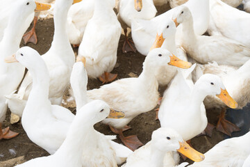 large group of white ducks.