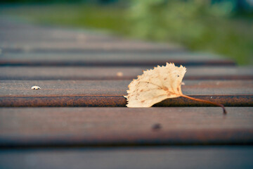 A lone yellow leaf lies on a wooden bench in the park, close-up. Selective selective focus