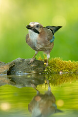 Jay (Garrulus glandarius) in to the forest