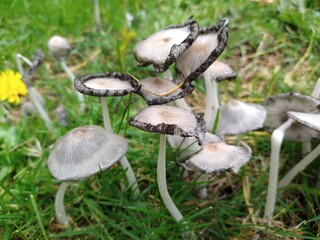 toadstools