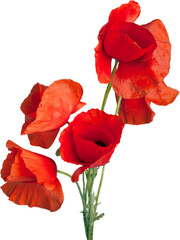 Poppy flowers isolated on white background