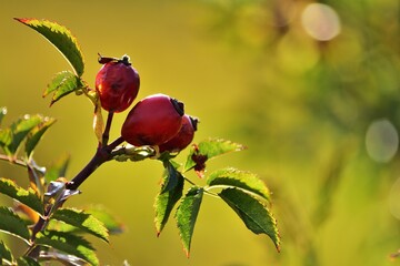Hagebutte imGegenlicht