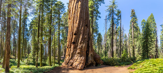 Sequoia National Park in California