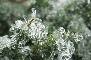 branches of berry yew in ice. winter, yew covered with a crust of ice. fabulous, beautiful icing. Taxus baccata. winter backgrounds.