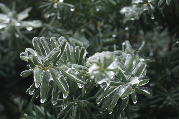 branches of berry yew in ice. winter, yew covered with a crust of ice. fabulous, beautiful icing. Taxus baccata. winter backgrounds.