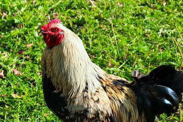 cock close-up, with natural content in the wild