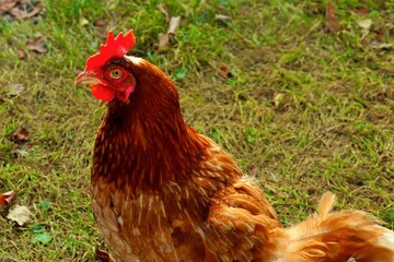 cock close-up, with natural content in the wild