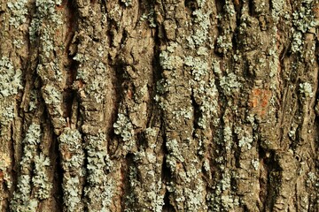 Background, texture of old linden bark