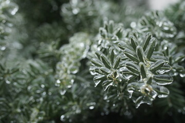 branches of berry yew in ice. winter, yew covered with a crust of ice. fabulous, beautiful icing....