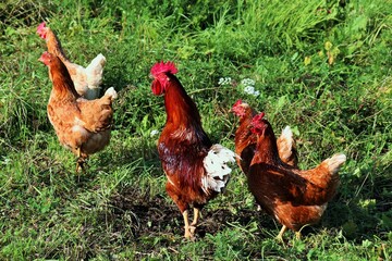 rooster and hens in natural free-range content
