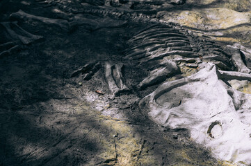  dinosaur fossil remains in stone with details of the skeleton with skull and white bones © grooveriderz