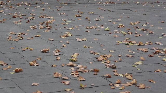 Hojas de otoño