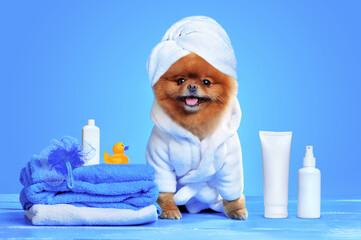 Spitz after bathing  in a bathrobe and towel turban
