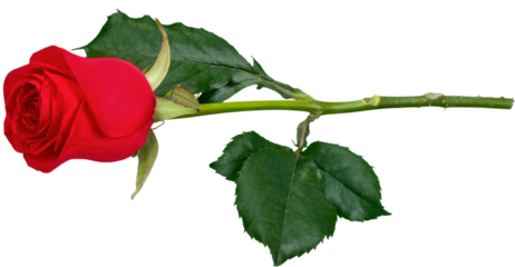 Red Rose - Isolated