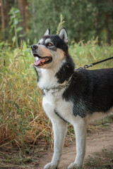 Beautiful purebred husky on a walk in the summer forest.