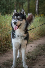 Beautiful purebred husky on a walk in the summer forest.