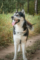 Beautiful purebred husky on a walk in the summer forest.