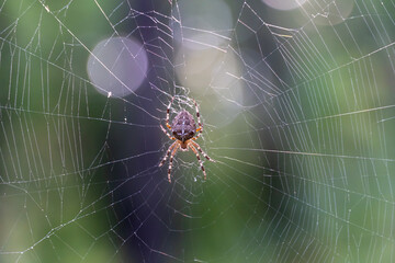 Brown spider with white cross on back sitting on web in forest close up. Poisonous female araneus...