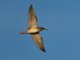 Common redshank (Tringa totanus)