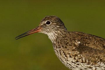 Common redshank (Tringa totanus)