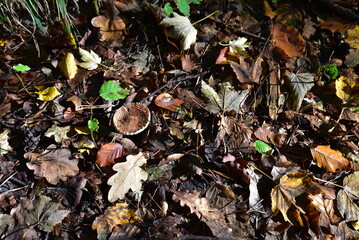 Pilz im Wald