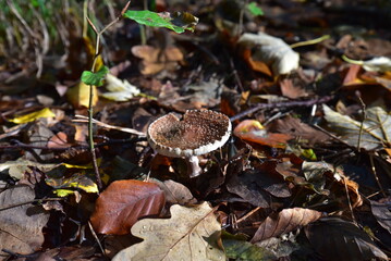 Pilz im Wald