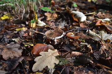 Pilz im Wald