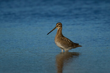 Common snipe (Gallinago gallinago)