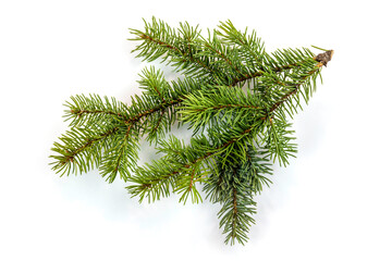 fir tree branch isolated on white with a shadow.