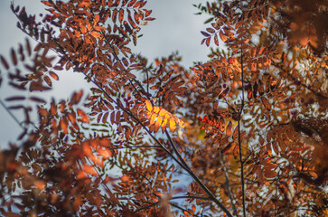 Autumn orange rowan leaves