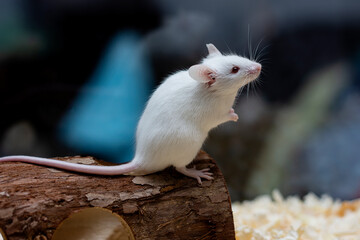 A little white mouse steps on a log