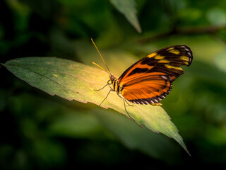 butterflies tropical - Macro shots with lots of detail, blurred background
