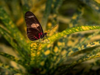 butterflies tropical - Macro shots with lots of detail