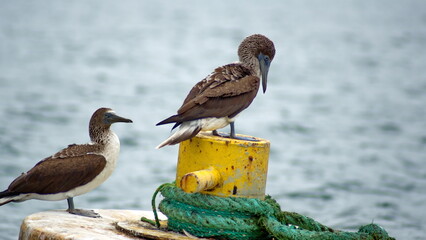 Blue footed boobies (Sula nebouxii) perched on a buoy in the harbor in Puerto Lopez, Ecuador